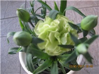 29a9f8d5-Marica auto 436.jpg